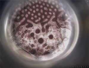ACIMolecularMachine.jpg