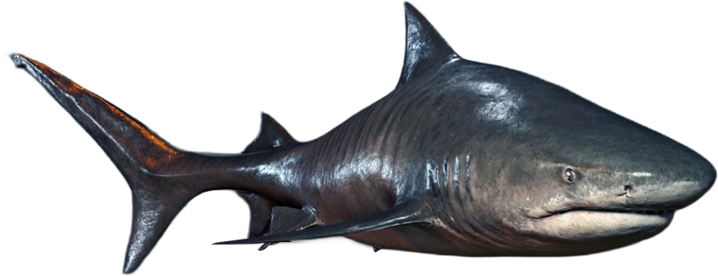 File:ACBFR DB Tiger Shark.png