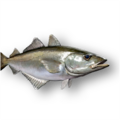 Atlantic Pollock (Pollachius pollachius)
