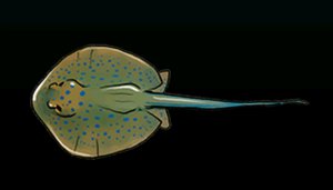 YellowStingrayACP.png