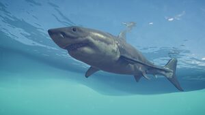 ACOd-shark.jpg