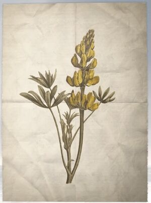 ACS DB Yellow Lupine.jpg