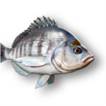 Bream (Abramis brama)