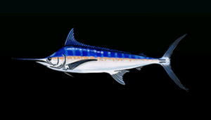 BlueMarlinACP.png