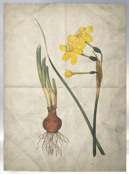 File:ACS DB Jonquil.jpg