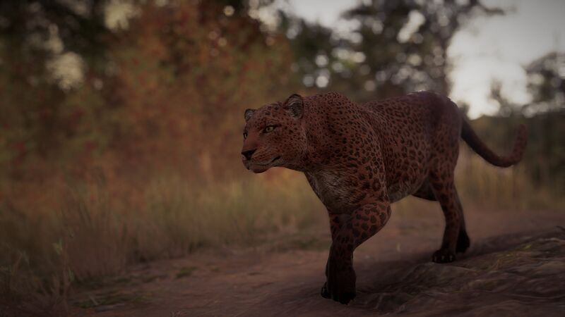 File:ACOd-leopard.jpg