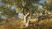 Olive pickers, with one using a stick to loosen the fruit, another picking it from the ground