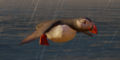 Thumbnail for version as of 00:10, 23 January 2026