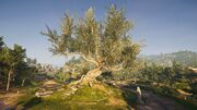 The Olive Tree of Herakles in Argolis