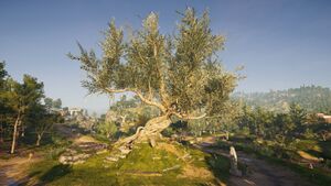 Argolis-OliveTreeofHerakles.jpg