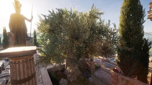 Attika-OliveTreeofAthena.jpg