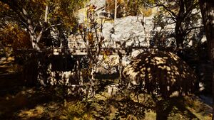 Phokis-ForestCamp.jpg