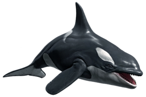 ACBFR DB Killer Whale.webp