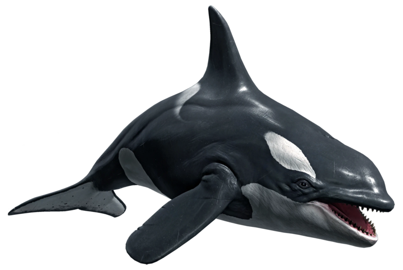 File:ACBFR DB Killer Whale.webp