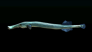 TrumpetfishACP.png