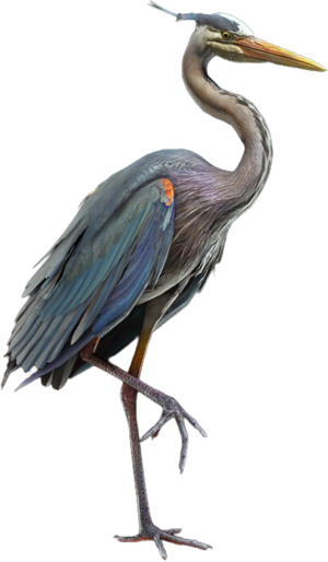 ACBFR DB Great Blue Heron.png