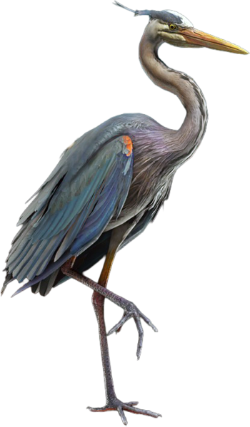 File:ACBFR DB Great Blue Heron.png