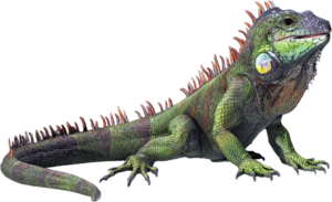 ACBFR DB Iguana.png