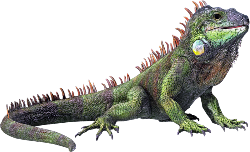File:ACBFR DB Iguana.png