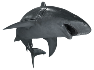ACBFR DB Bull Shark.webp