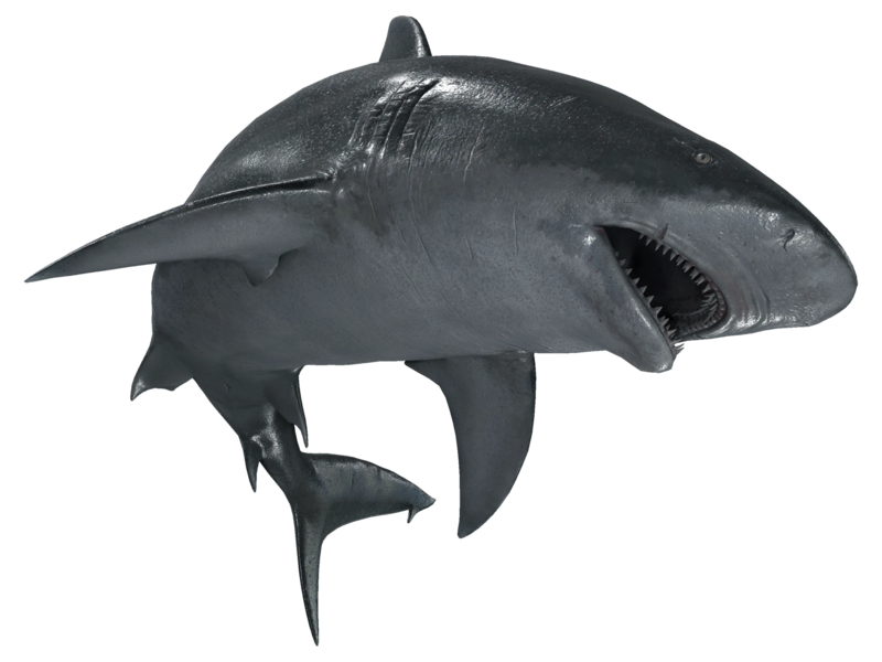 File:ACBFR DB Bull Shark.webp