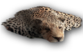 Thumbnail for version as of 00:28, 23 January 2026