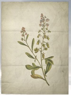 ACS DB Mignonette.jpg
