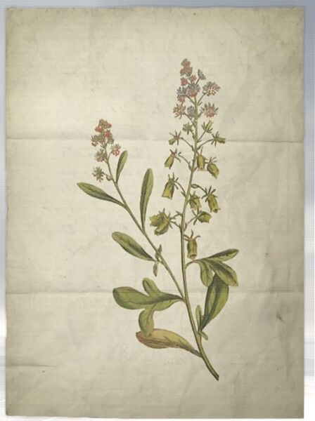 File:ACS DB Mignonette.jpg