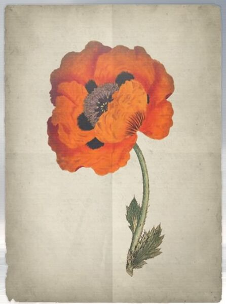 File:ACS DB Poppy.jpg