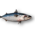 Atlantic Mackerel (Scomber scombrus)