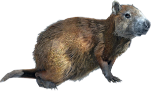 ACBFR DB Hutia.png