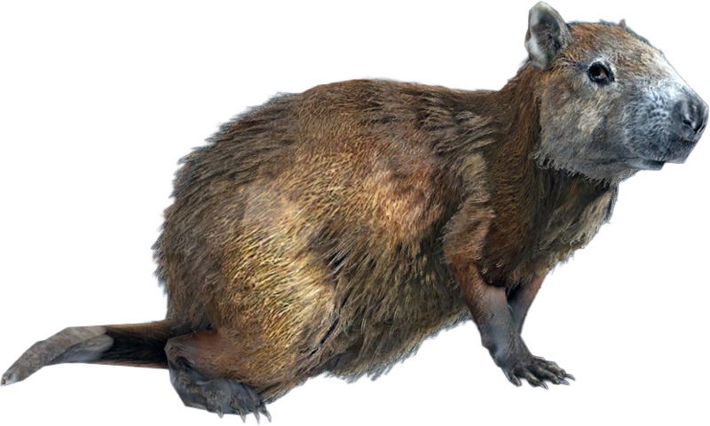File:ACBFR DB Hutia.png