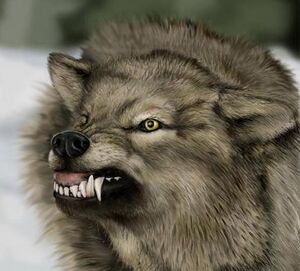 Angry wolf.jpg