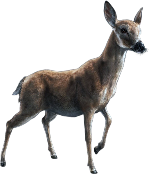File:ACBFR DB Deer.png