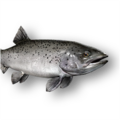 Grey trout (Salvelinus namaycush)