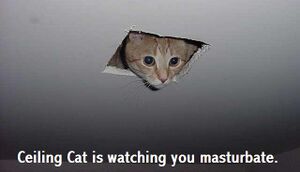 Funny cat pictures 046.jpg