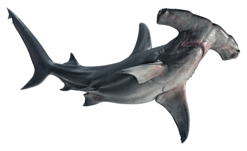 File:ACBFR DB Hammerhead Shark.webp