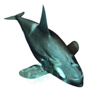AC4DB - Killer Whale.png