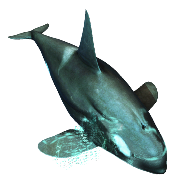 File:AC4DB - Killer Whale.png