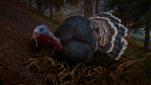 ACV Turkey.png