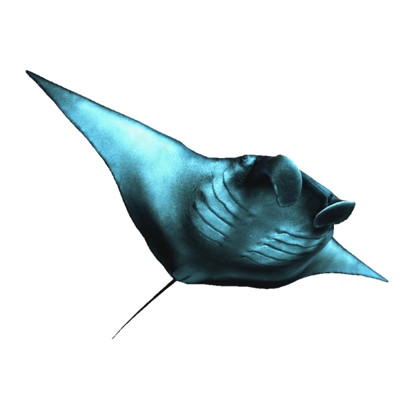 File:AC4DB - Manta Ray.png