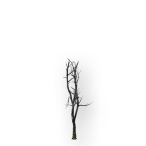 ACSH Hideout Burnt Beech Tree.png