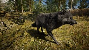 ACOd-wolf.jpg