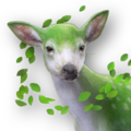 Summer Deer