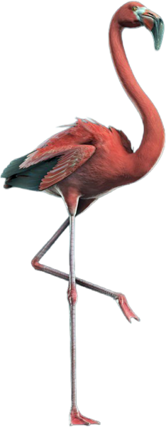 File:ACBFR DB Flamingo.png