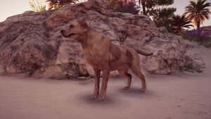 ACOd-dog.jpg