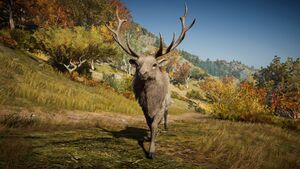ACOd-deer2.jpg