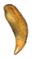 Thumbnail for version as of 00:26, 23 January 2026