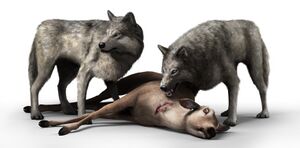 Wolves hunting.jpg