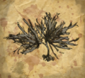 Seaweed from the river Siene, found near the victim.